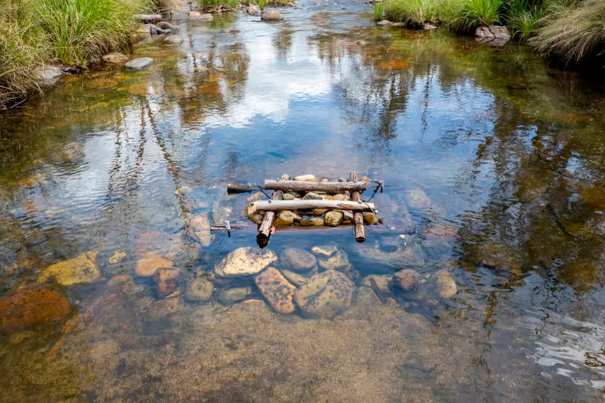 Luksuzni Domovi Ispod Površine: Kako Australija Spašava Ugrožene Slatkovodne Ribe? detail 2