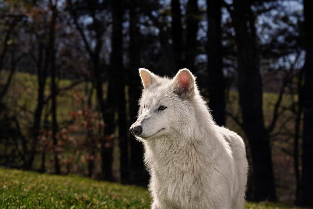 Nevjerojatno Rođenje 'Strašnih Vukova' Pokreće Globalnu Raspravu: Je li Povratak Izumrlih Vrsta Znanstveno Čudo ili Pandorina Kutija? detail 2