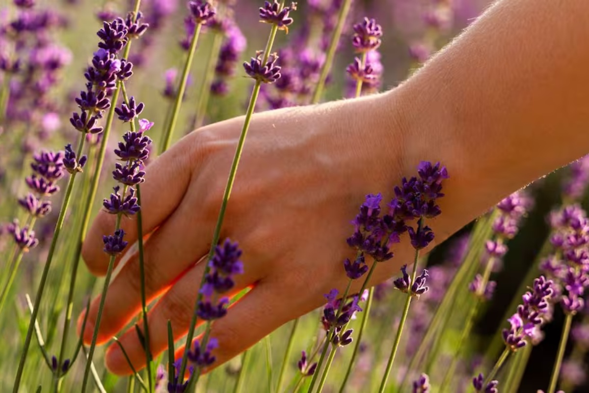 U trendu je: Kuhanje kore limuna i lavande – čemu služi i zašto se preporučuje detail 2