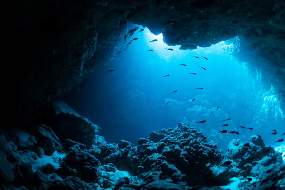 Povijesno otkriće: snimljena 'riba duh', životinja nikad viđena živa, poznata samo po lešu detail 2