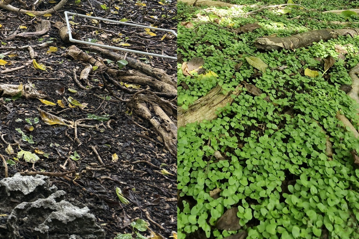 Ovi pacifički otoci postigli su nešto naizgled nemoguće: riješili su se štakora koji su im poharali šume detail 2