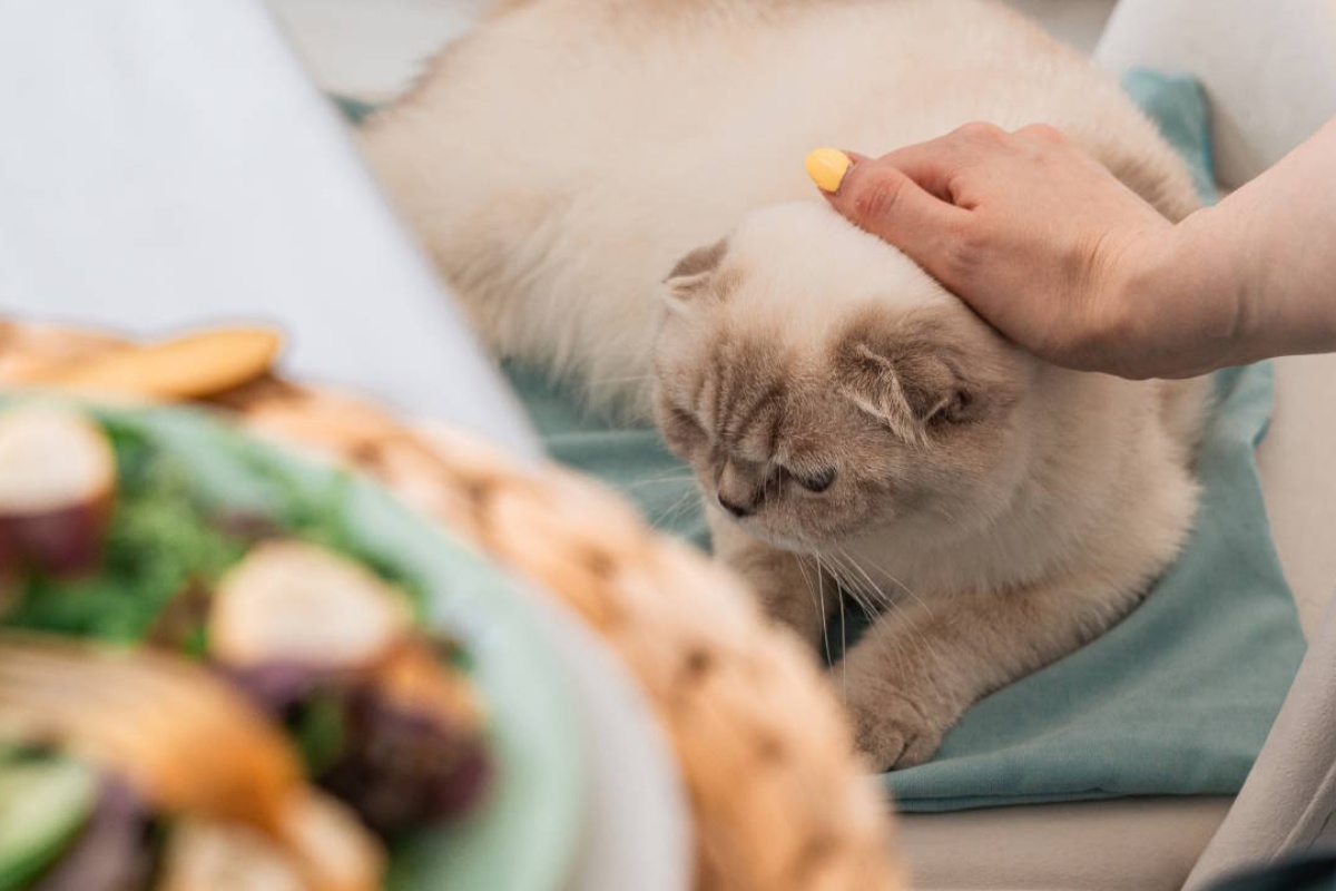 Kakva bi trebala biti moderna prehrana mačaka i pasa – i zašto intuicija ovdje ne funkcionira detail 2