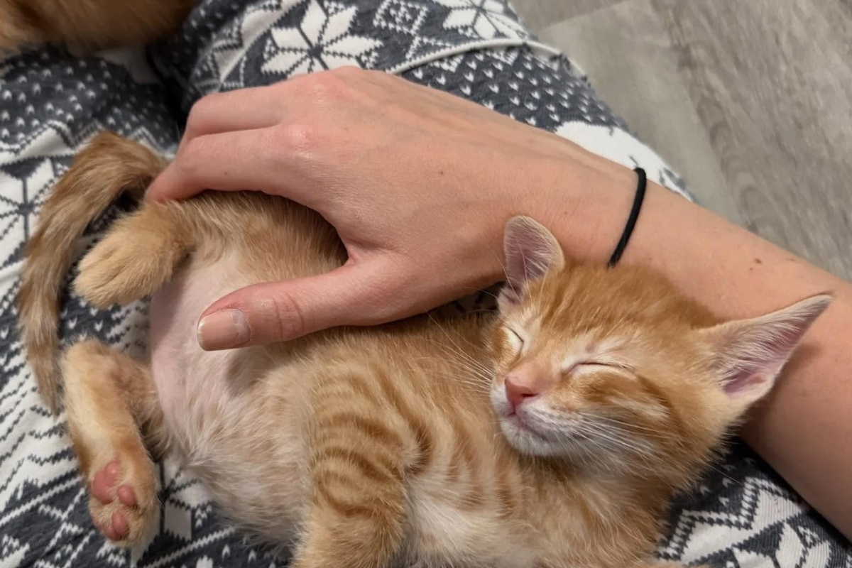 Žena otvara svoj dom za šest siročadi mačića iz skloništa, odlučna da im pruži život kakav zaslužuju detail 2