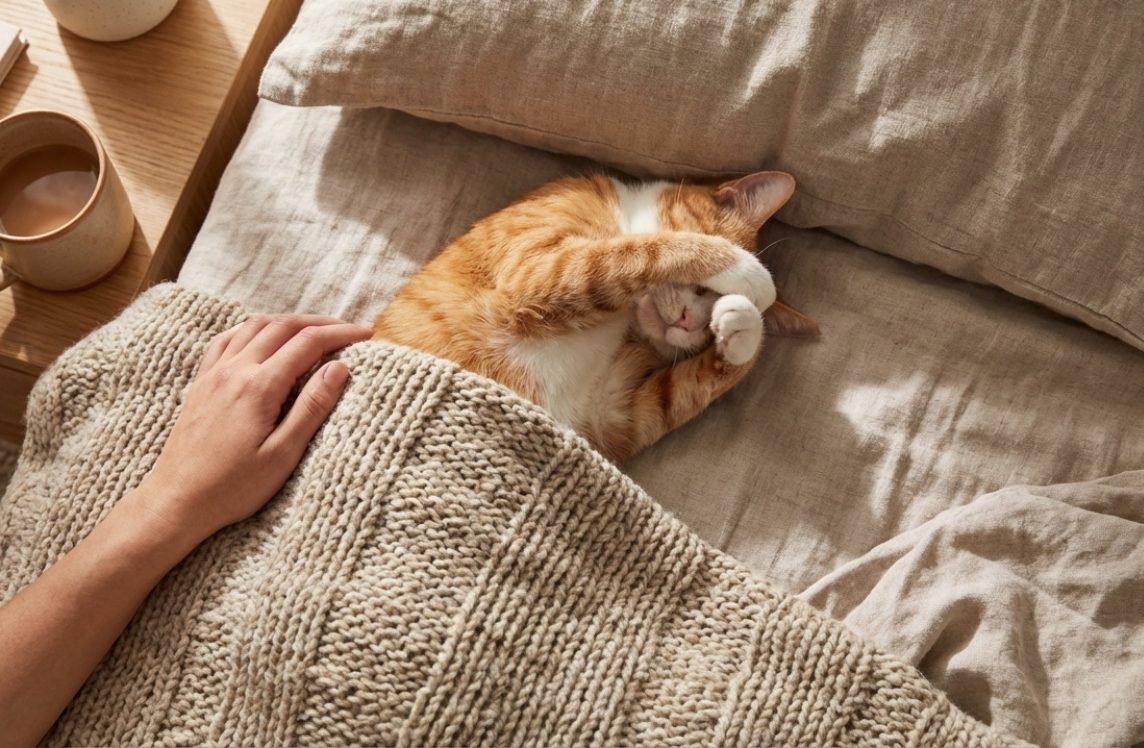 Kako mačke odlučuju s kim će spavati – i što zapravo utječe na njihov izbor