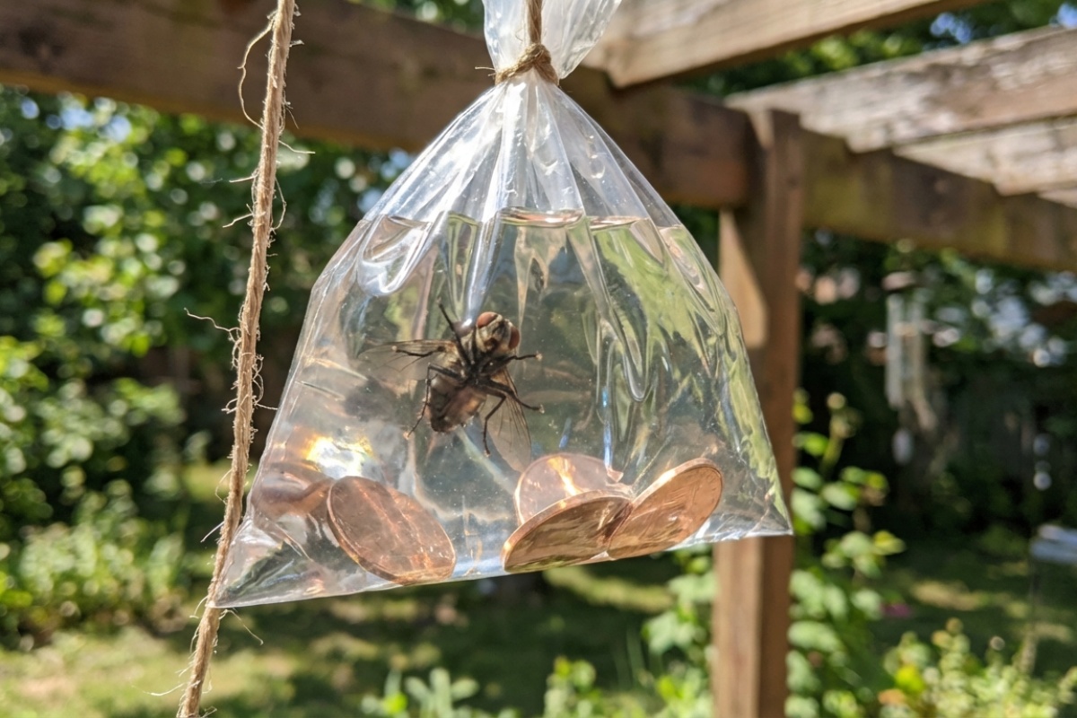 Muhe i komarci zaobilazit će vašu verandu u širokom luku: objesite prozirnu vrećicu s vodom i nekoliko novčića unutra detail 2