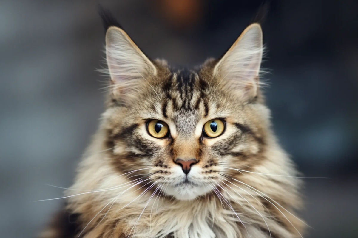 7 Najdruštvenijih pasmina mačaka: Kako pronaći mačjeg suputnika nalik psu detail 2