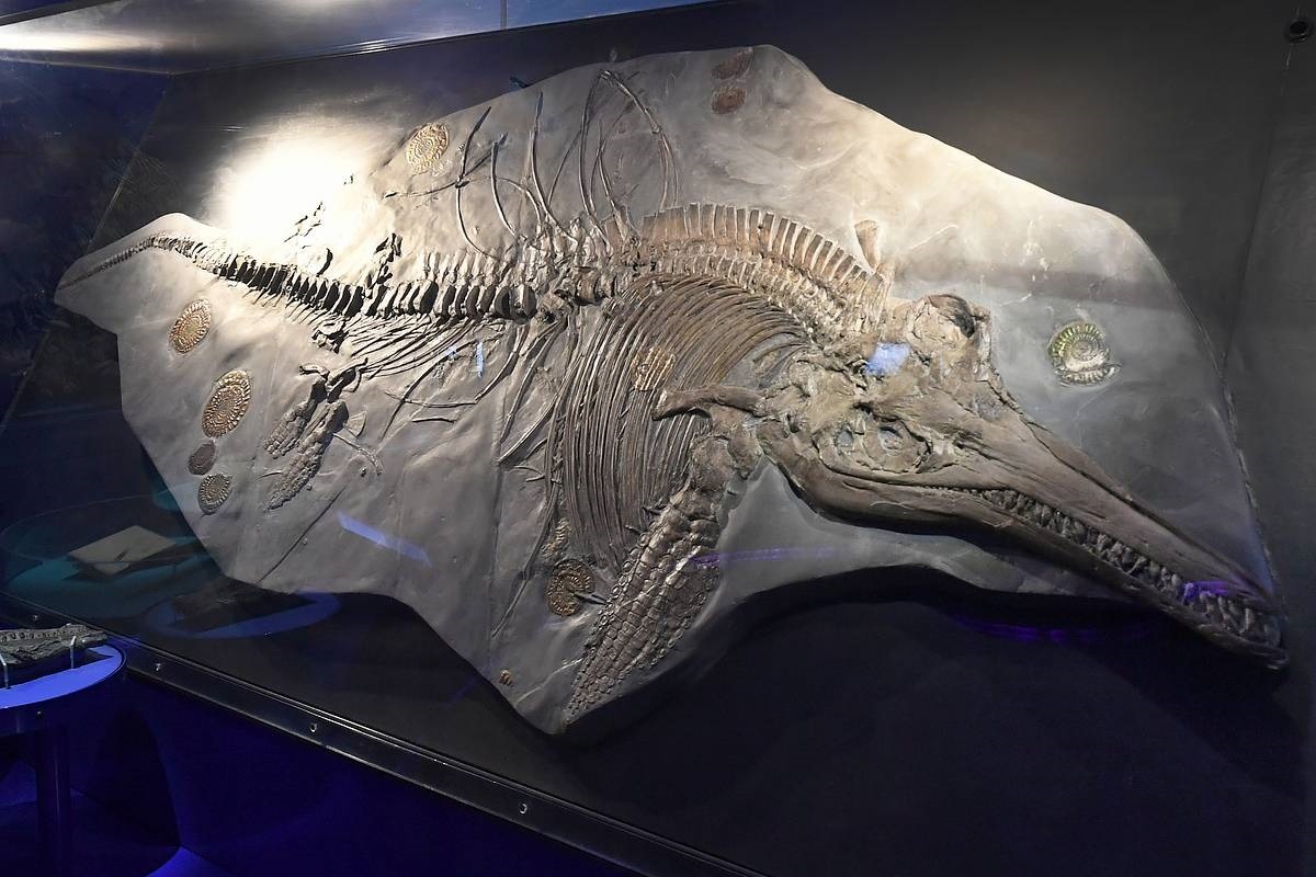 Ovaj misteriozni grabežljivac, otkriven uz obalu Engleske, ostavlja ove istraživače bez riječi. detail 2