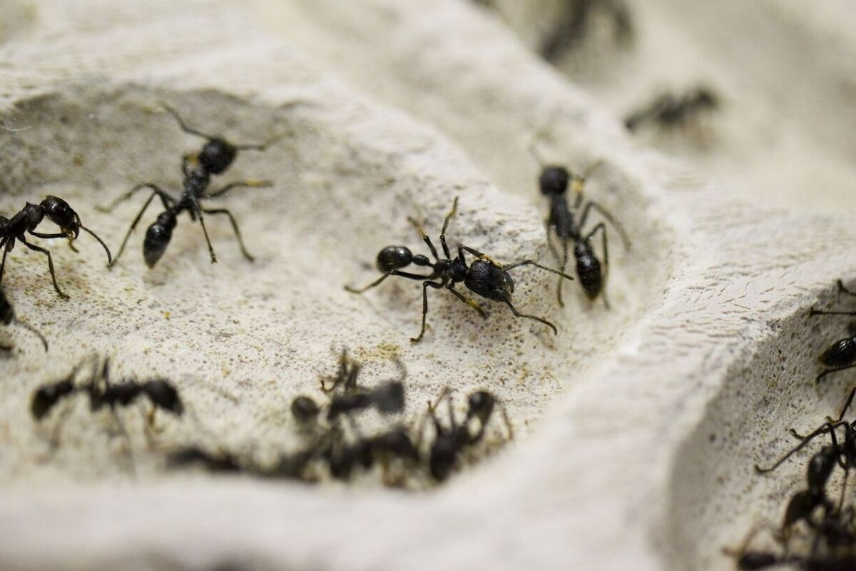 Mravi su pronašli pametan način kako izbjeći epidemije (i za to im ne trebaju maske) detail 2