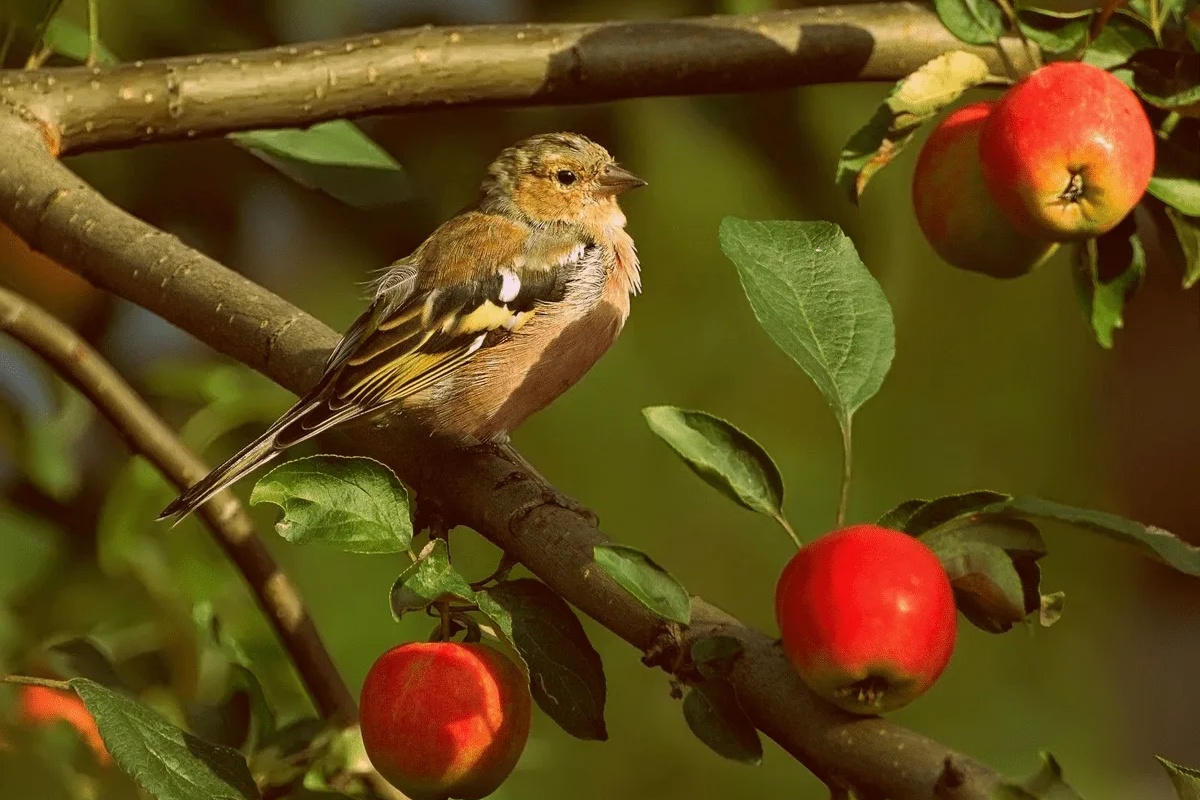 Malo tko to zna: zašto se preporučuje vješanje poklopaca od limenki u vrtu kod kuće detail 2