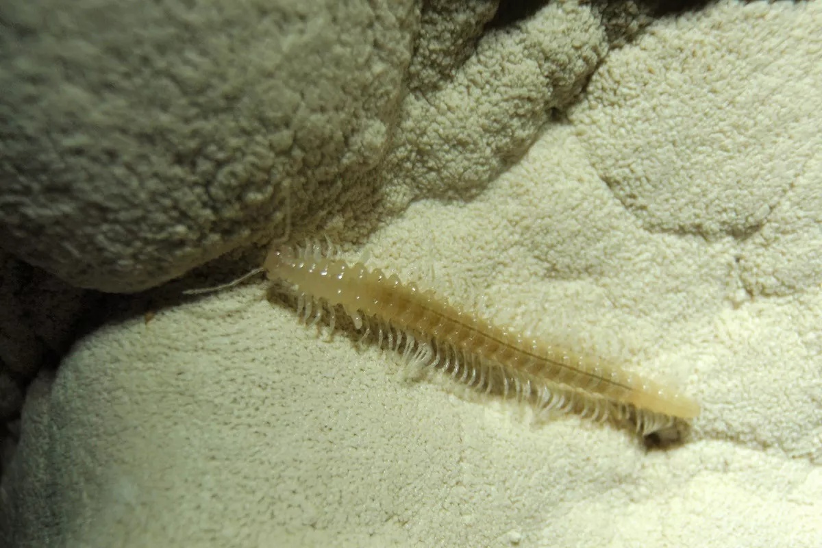 Što su istraživači otkrili u dubokom moru, mijenja sve… uključujući i utjecaj rudarstva detail 2