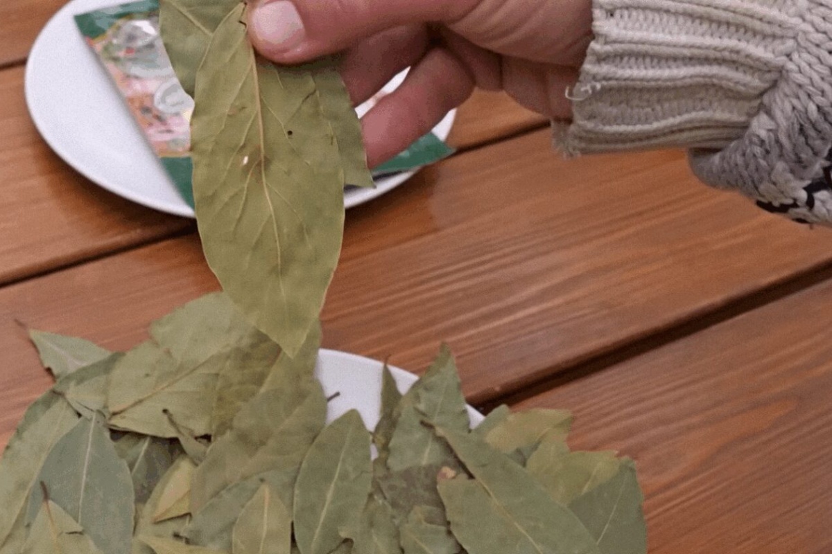 Čim dođem s ulice – stavljam 3 lovorova lista u čizme: ovo nije praznovjerje, već dokazana učinkovitost detail 2