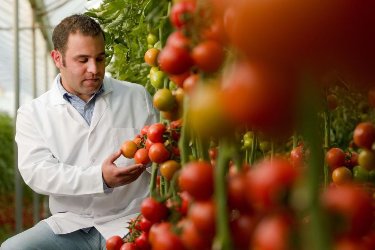Senzacija u poljoprivredi: Znanstvenici razvili sprej zahvaljujući kojem rajčice postaju otpornije na sušu detail 2