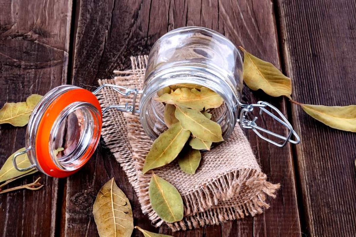 Vješanje vrećica s lovorovim lišćem na stablo limuna: zašto to vrijedi raditi i čemu služi detail 2