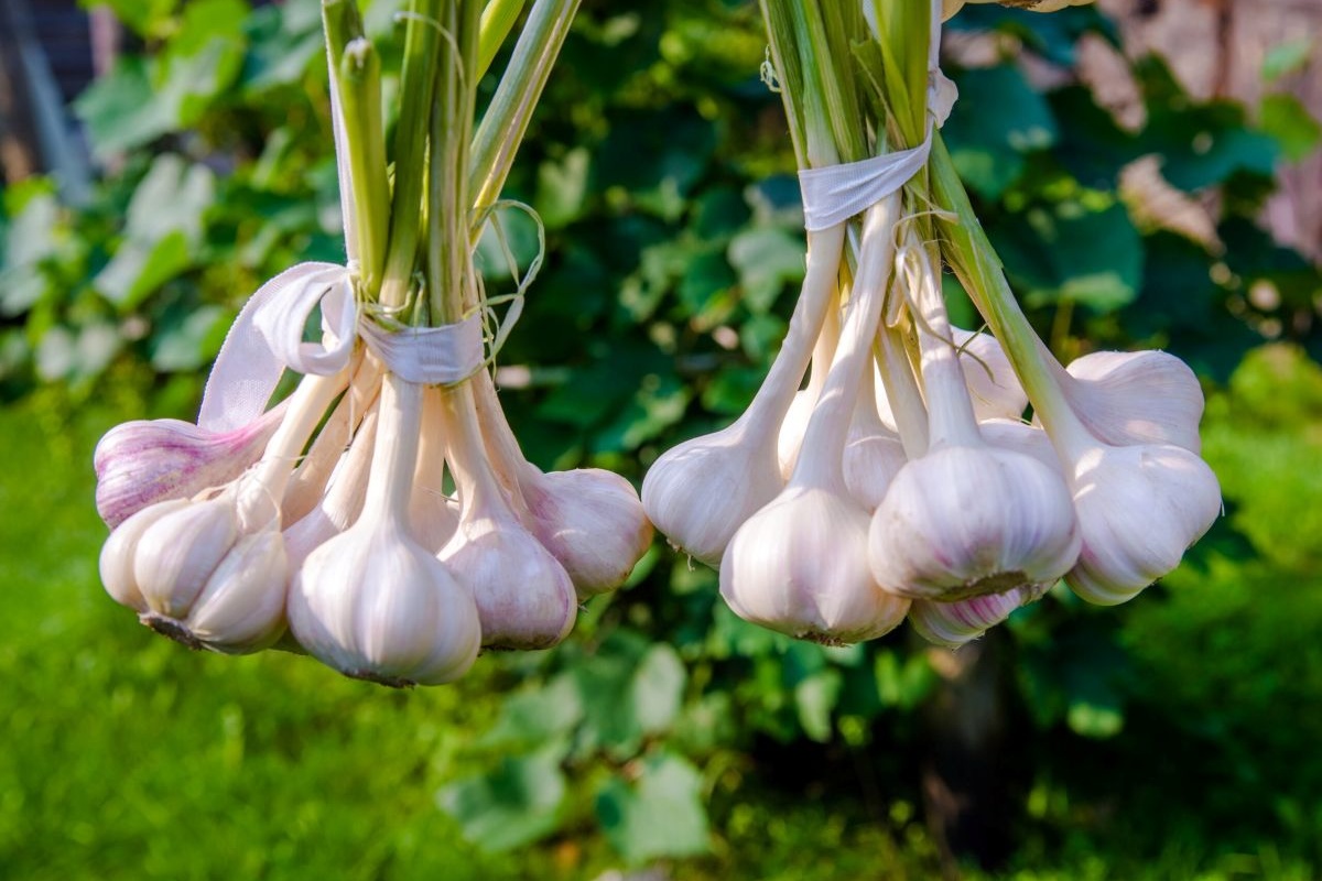 Vješanje češnjaka u vrtu: zašto to raditi i koje su prednosti detail 2