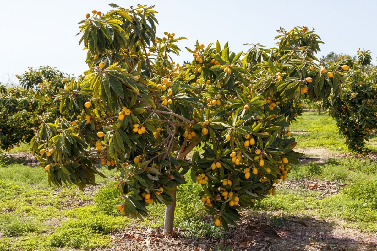 Ni breskva ni naranča: kako posaditi drvo koje ispunjava vrt cvijećem i ima vrlo slatke plodove detail 2