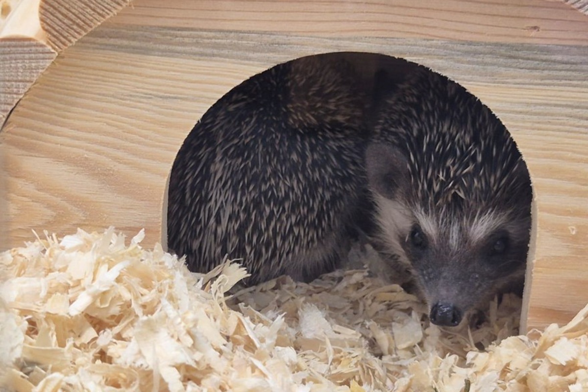 Od Jordana do Zagreba: Amer i Emilija otvaraju Zoo kafić ispunjen životinjama – i ljubavnom pričom detail 2