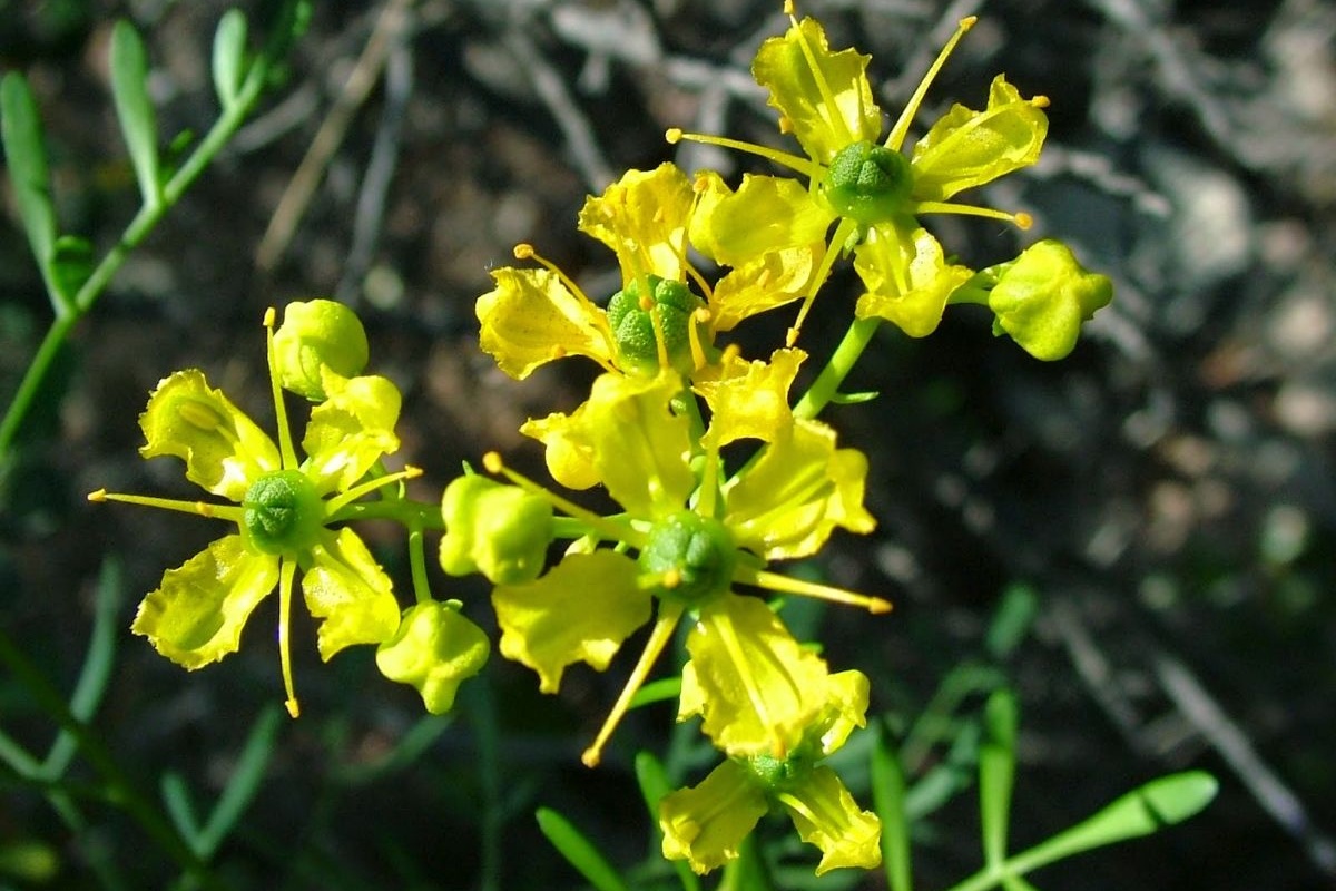 Kako se riješiti žohara iz doma pomoću rute: učinkovito domaće sredstvo za odbijanje detail 2