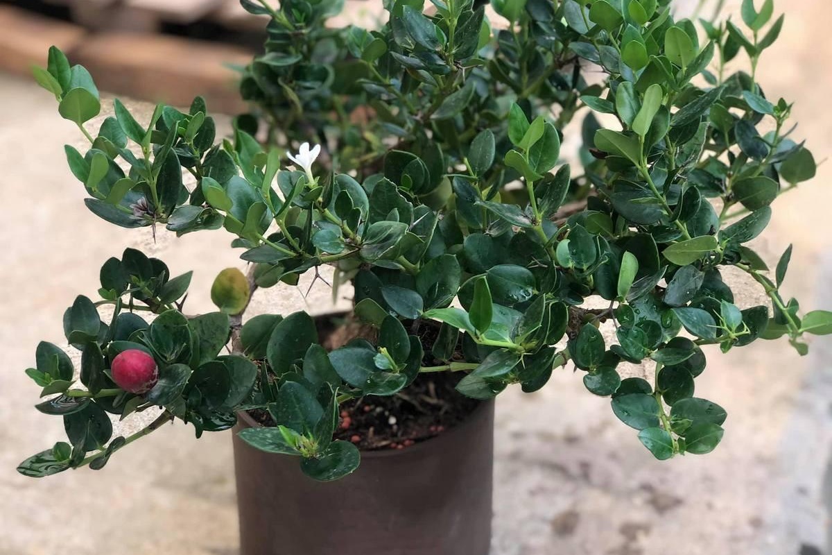 Idealno rješenje za male vrtove: drvo koje rađa ljeti i gotovo ne zauzima prostor detail 2