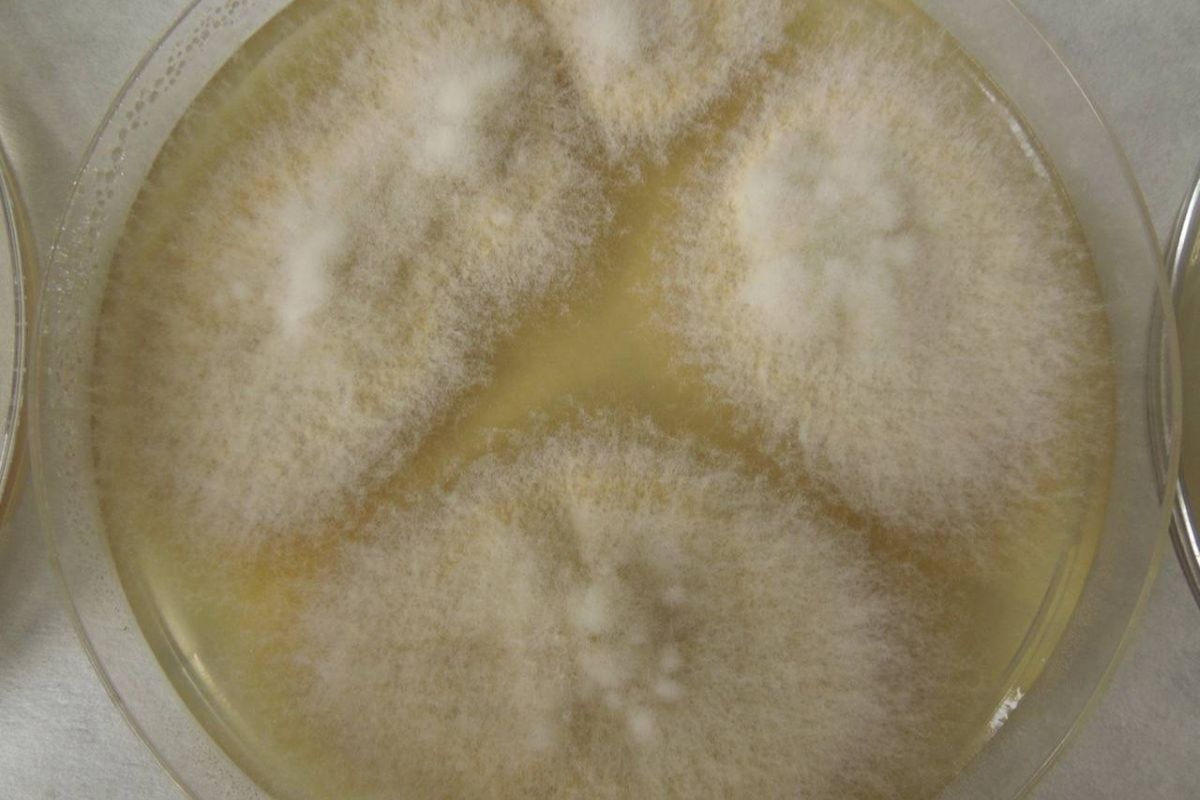 Kineski znanstvenici optimiziraju jestive gljive pomoću CRISPR-a kako bi dobili 88% više proteina uz 44% manje potrošnje resursa detail 2