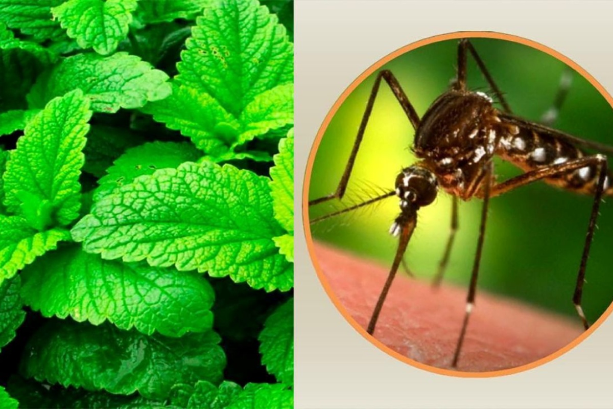 Stavljanje listova metvice na ulaz u kuću: čemu služi i zašto se preporučuje detail 2