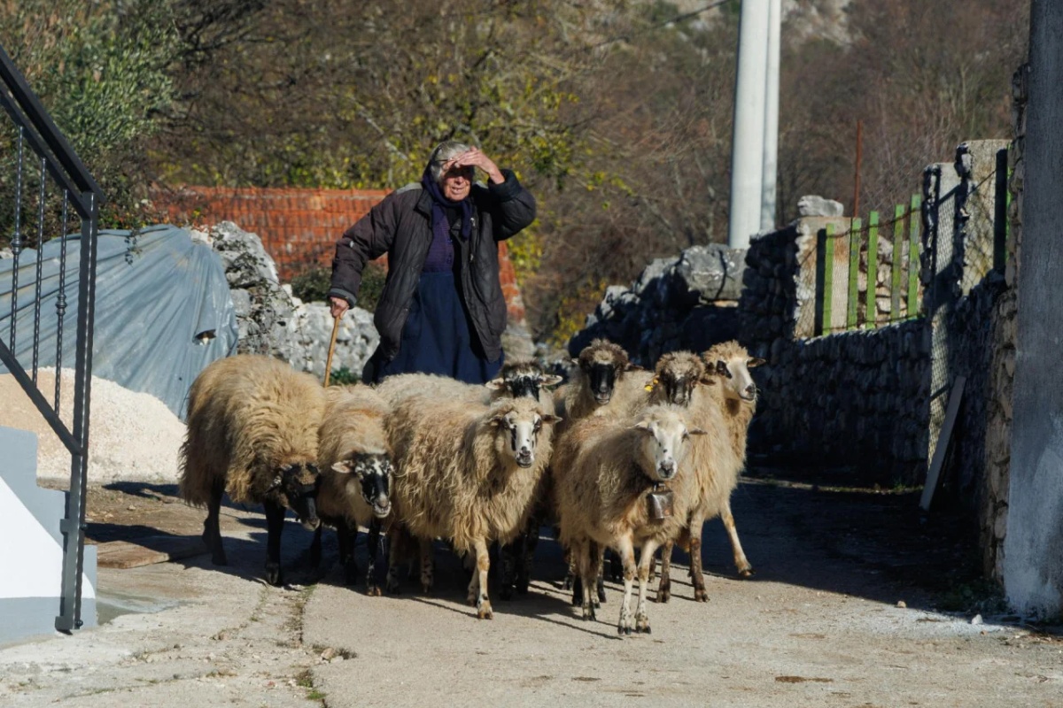 ‘Rekli su mi da sve ovce moraju biti uspavane’: potresna ispovijest stočara iz Zagore nakon prvog slučaja kuge u Hrvatskoj detail 2