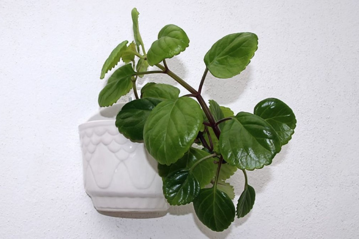 Kućna biljka koja privlači novac, cvjeta tijekom cijele godine i može se uzgajati u tegli detail 2