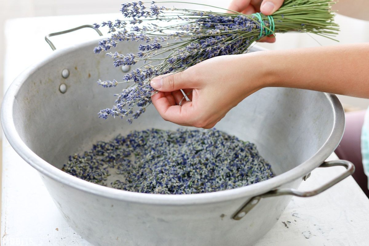 Kuhanje listova lavande i metvice: zašto se to preporučuje i čemu služi detail 2