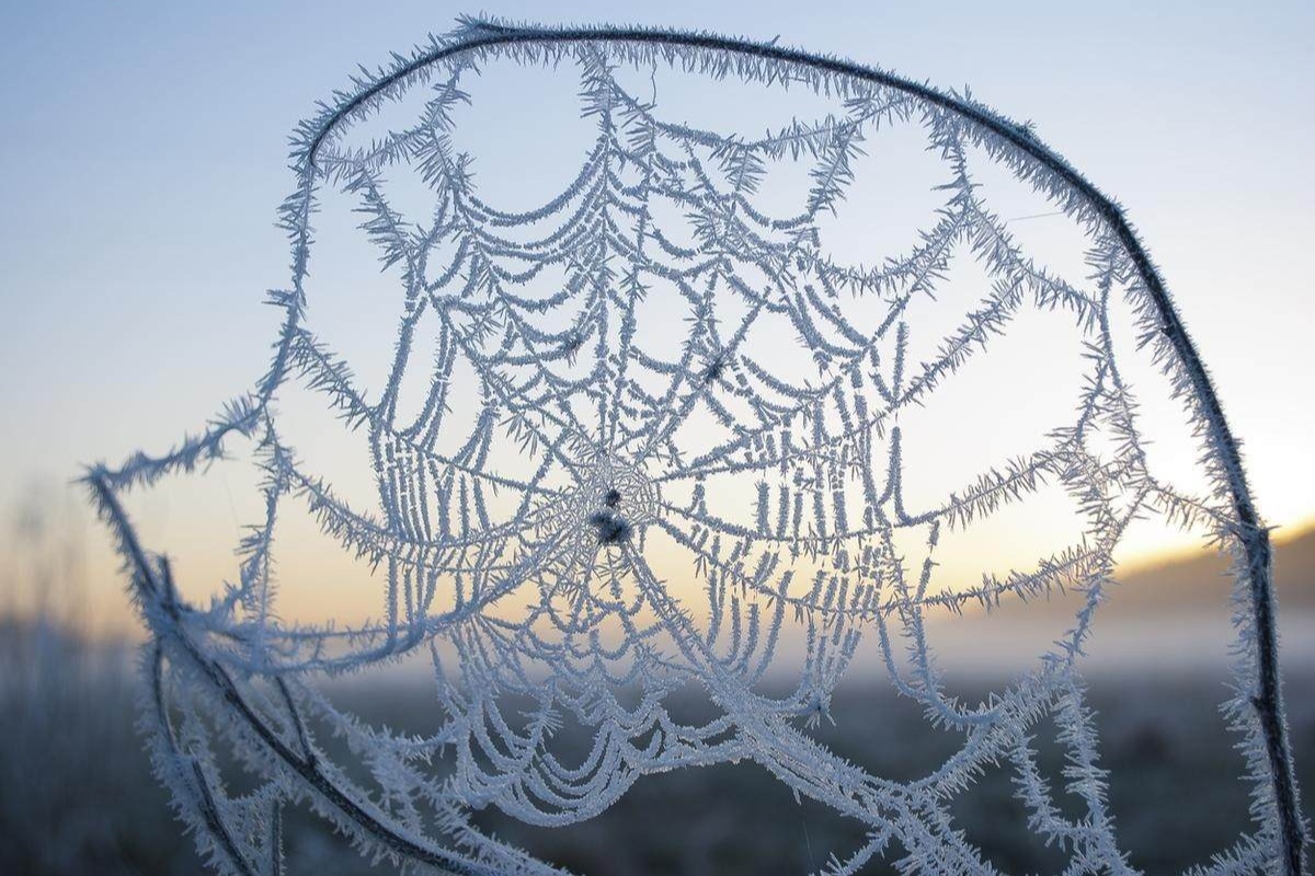 Ako ove zime svugdje u kući vidite paukove, što to govori o stanju vašeg doma detail 2