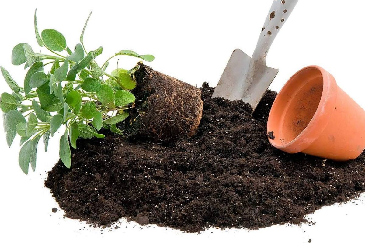 Zemlja se pljesnivi ili vrvi od muha: uzroci i rješenja detail 2