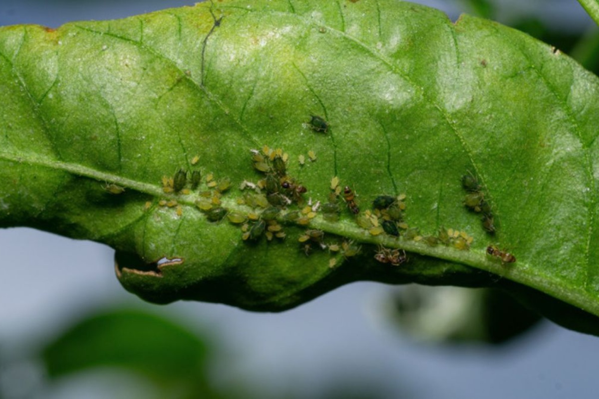 Zašto su listovi vaše naranče naborani: što to znači i kako to riješiti detail 2