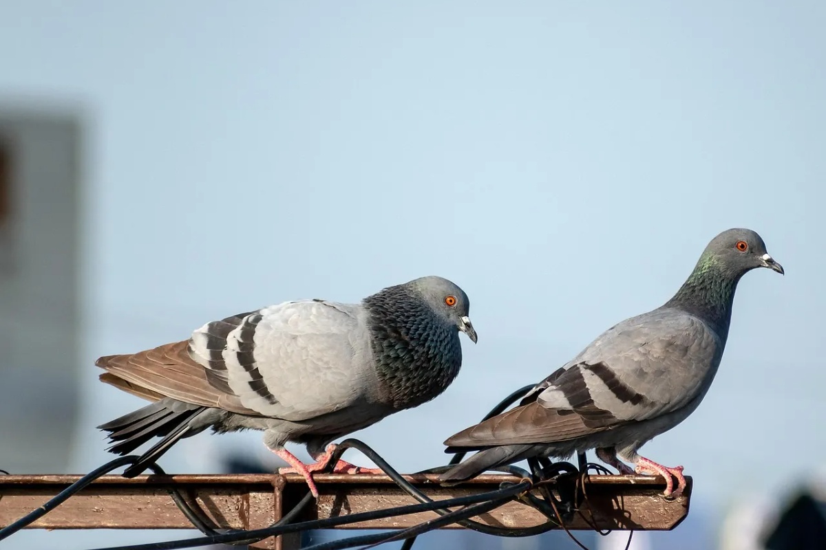 Malo ljudi zna zašto se preporučuje objesiti poklopce limenki u vrtu pored kuće. detail 2