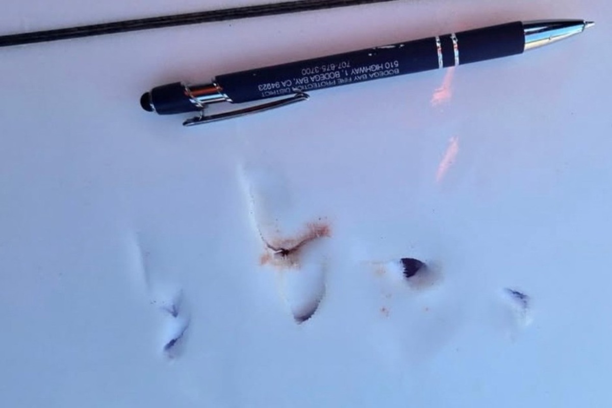 Morski pas je napao surfera na plaži u Kaliforniji: odbio je primiti liječničku pomoć detail 2