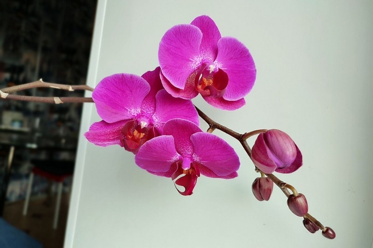 Kako natjerati orhideju da cvjeta zimi: 4 domaća gnojiva detail 2