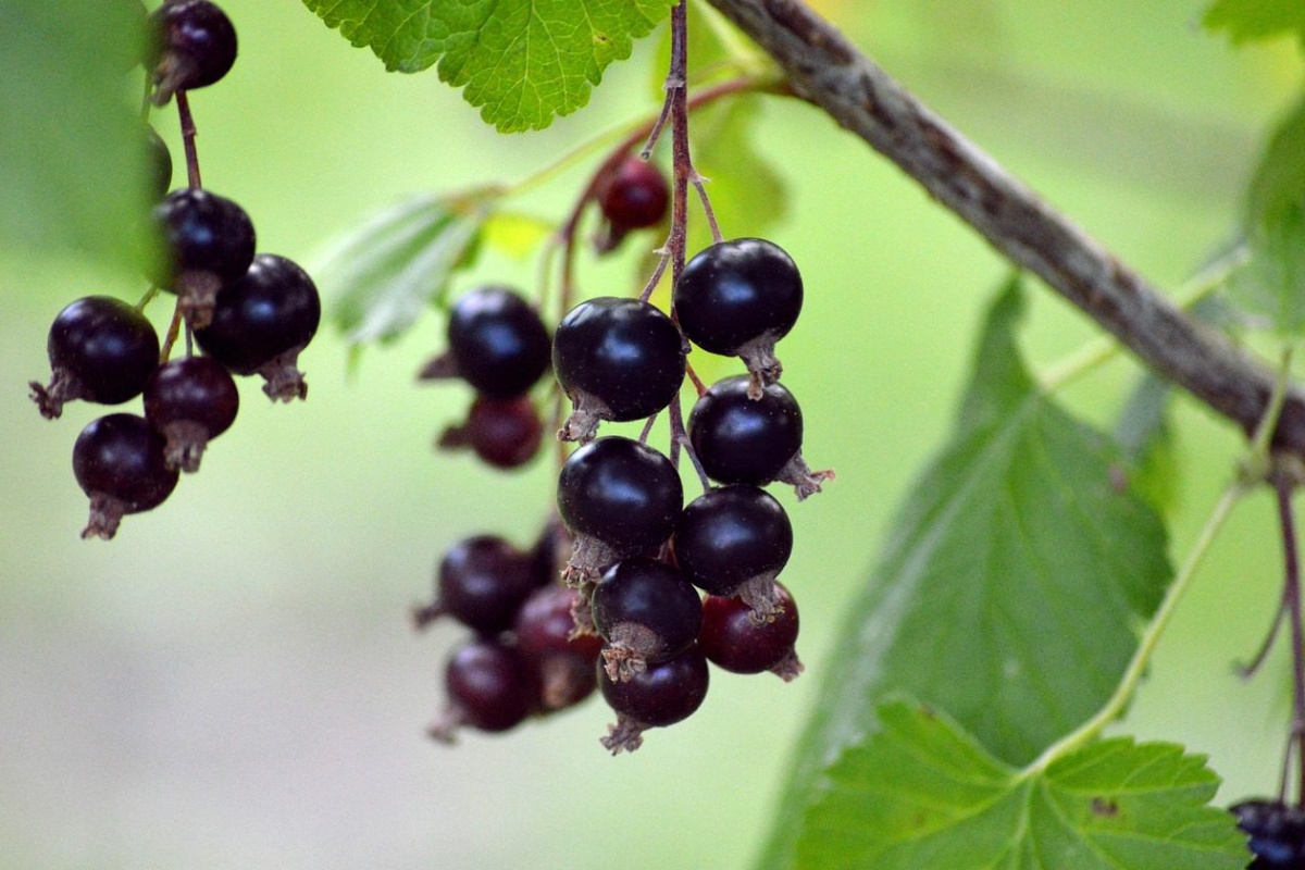 Malina i ribizl – i 1 radnja: evo što treba učiniti s bobičastim grmljem u prosincu 2025 detail 2