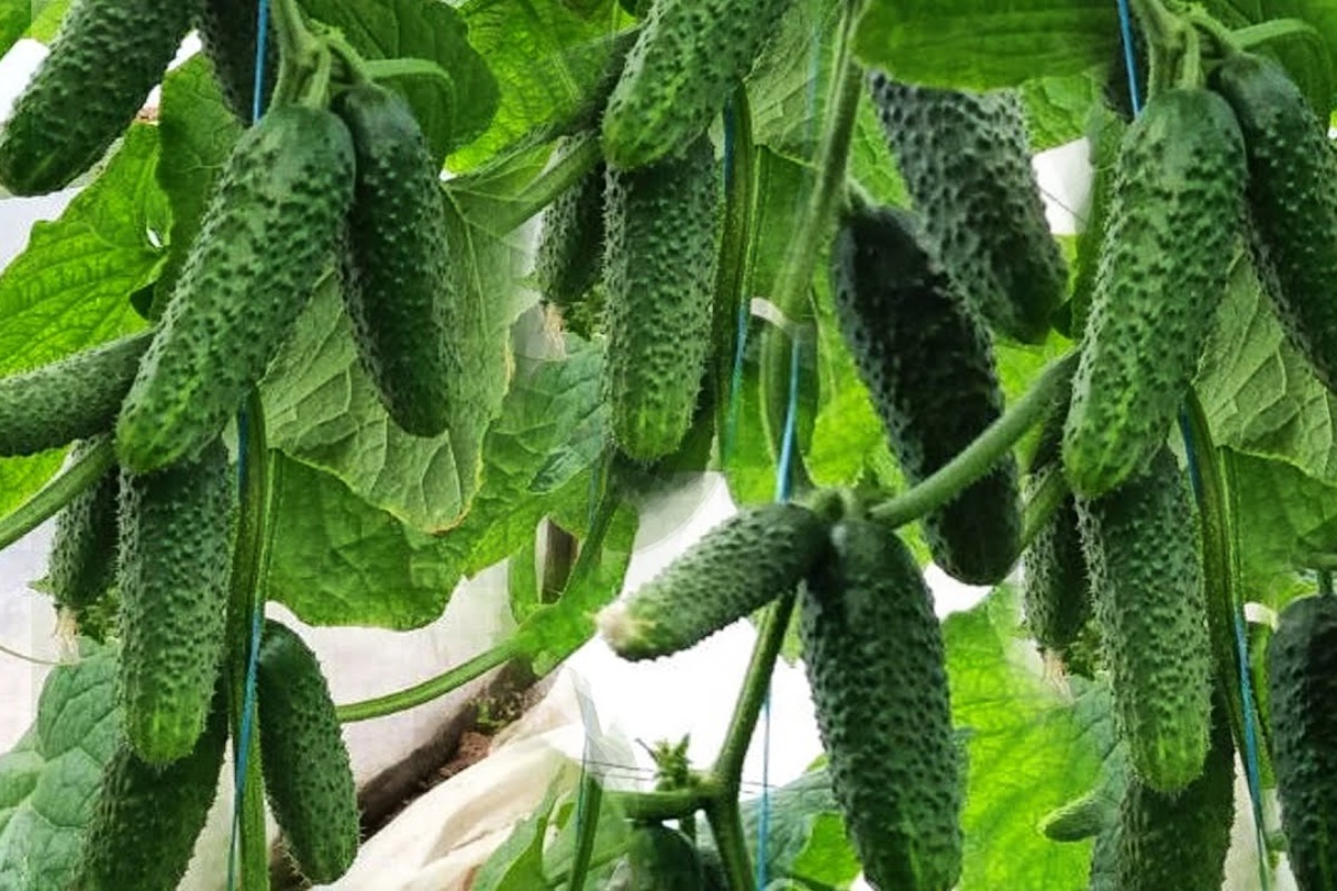 Nije stajski gnoj ni kompost: evo što se u Hrvatskoj sada priprema za urod krastavaca od 30 plodova po zametku detail 2