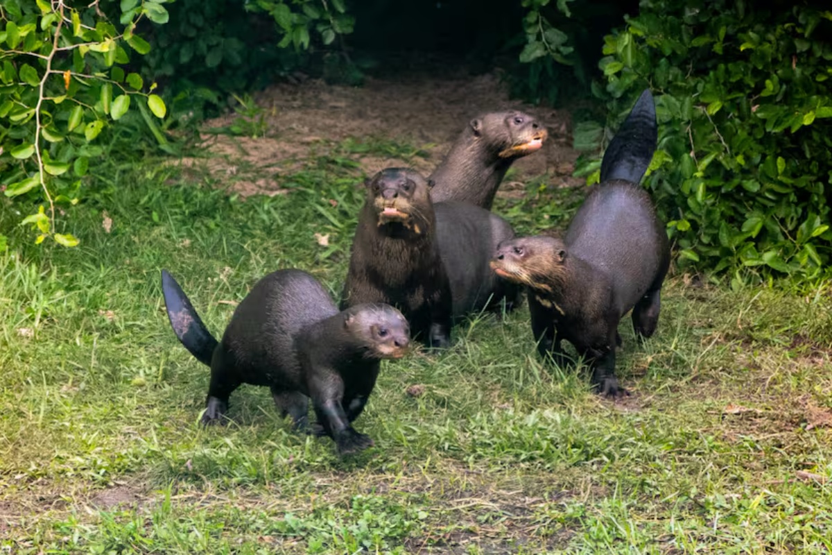 Argentina piše povijest povratkom ovog ugroženog sisavca: godinama su se borili za njegovu reintrodukciju detail 2