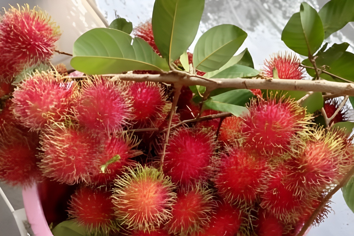 Kako čuvati rambutan da ostane svjež i sladak danima! detail 2