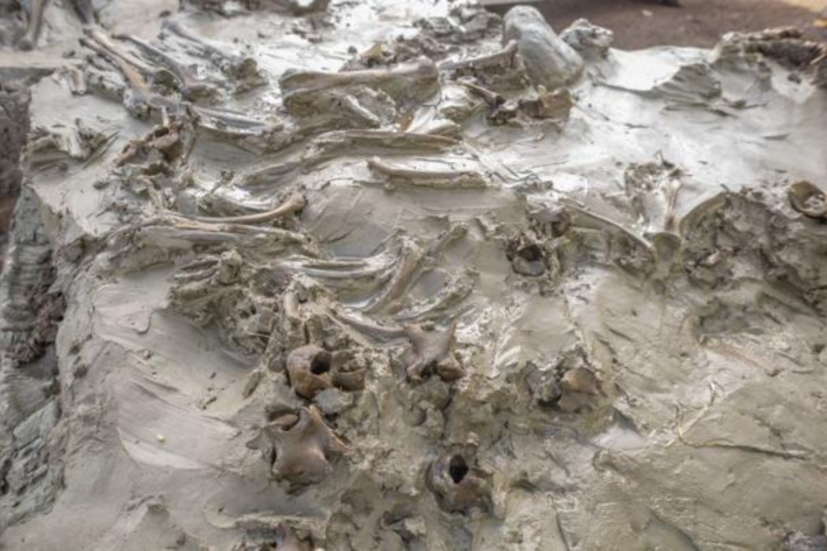 Snažan pas pokopan prije 5.000 godina u švedskom jezeru uz bodež od 25 centimetara izrađen od kosti losa ili jelena detail 2