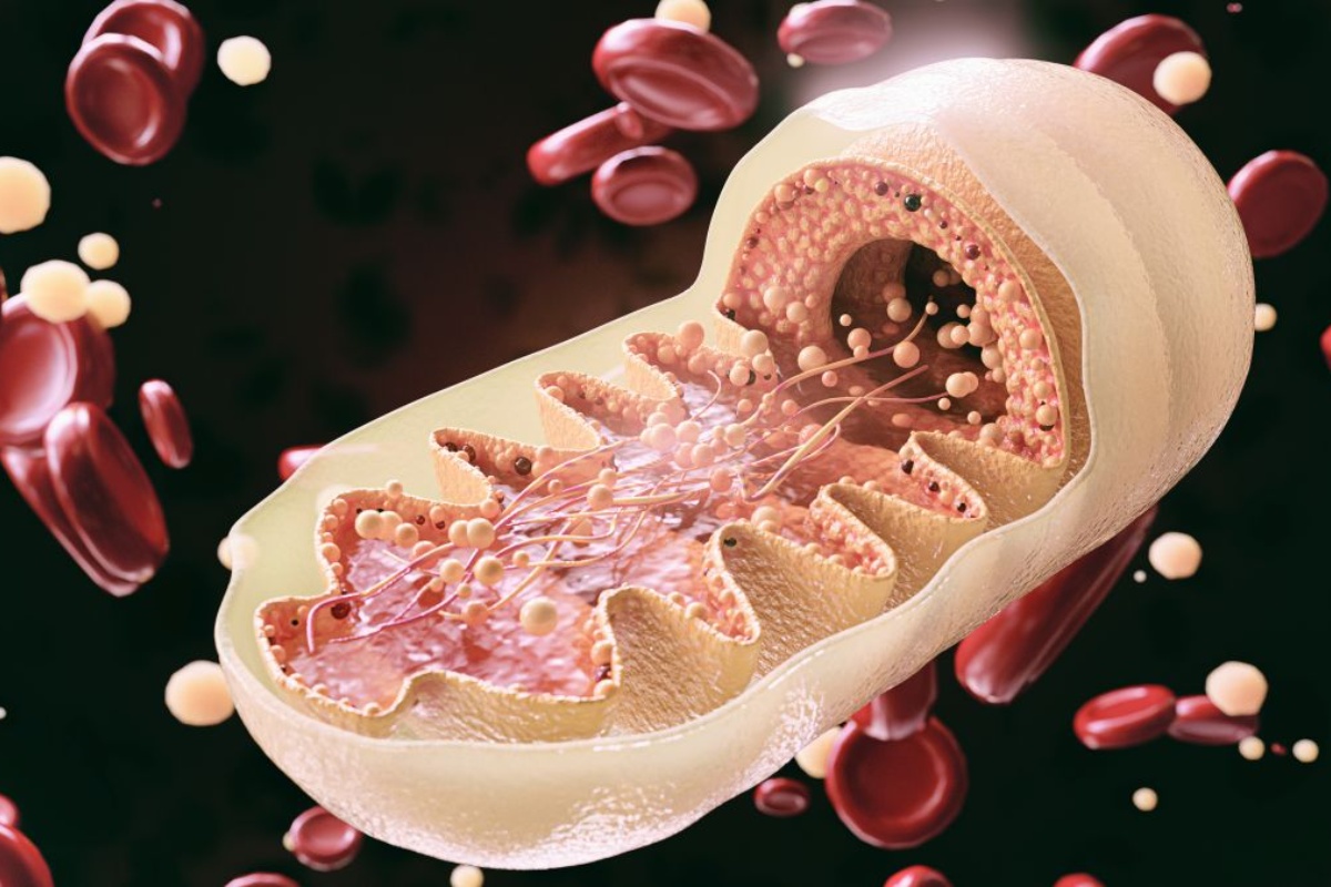 Kako poboljšati energiju i dugovječnost optimizacijom mitohondrija detail 2