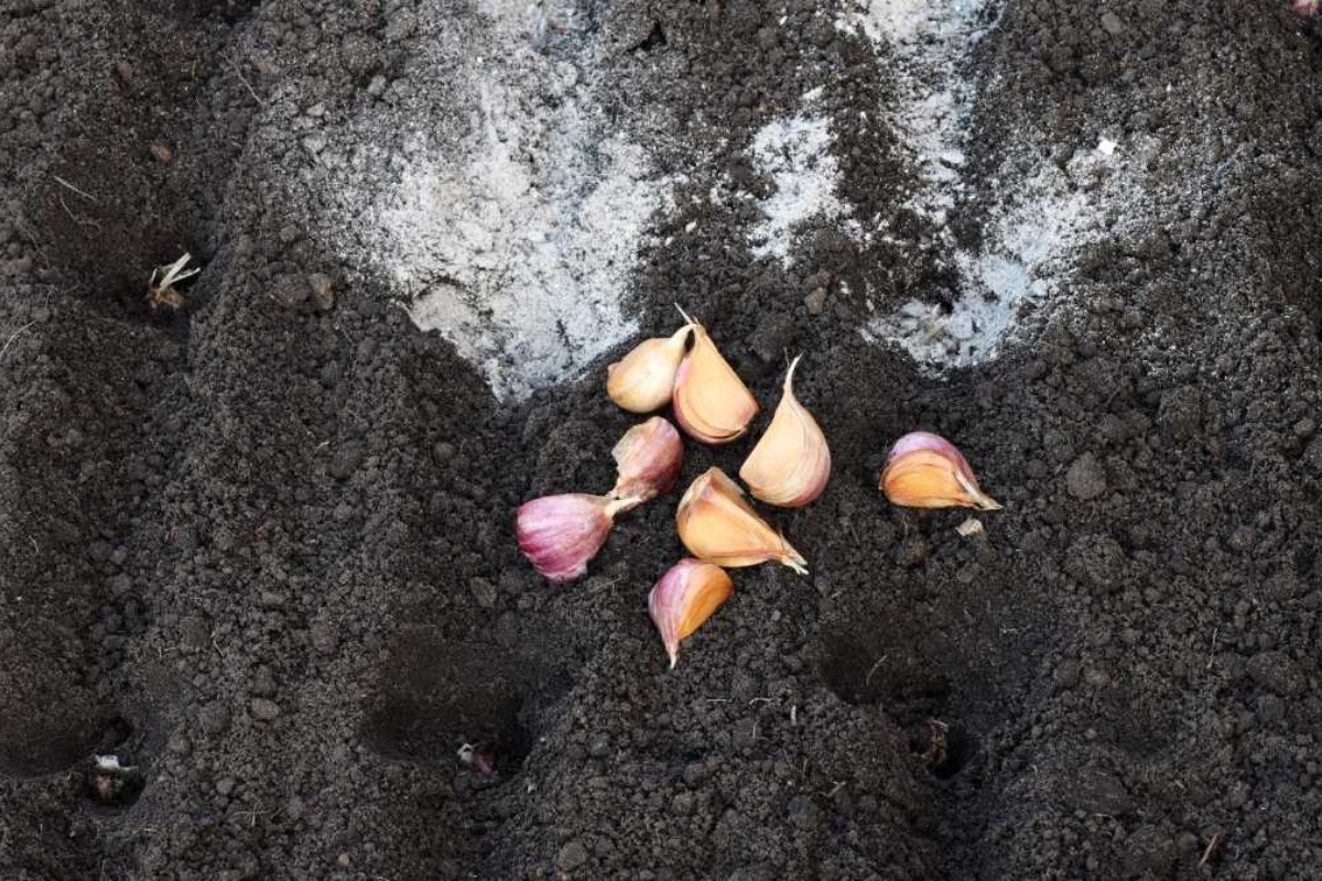 Stablo limuna: zašto stavljati češnjak u zemlju i koje su koristi od toga detail 2