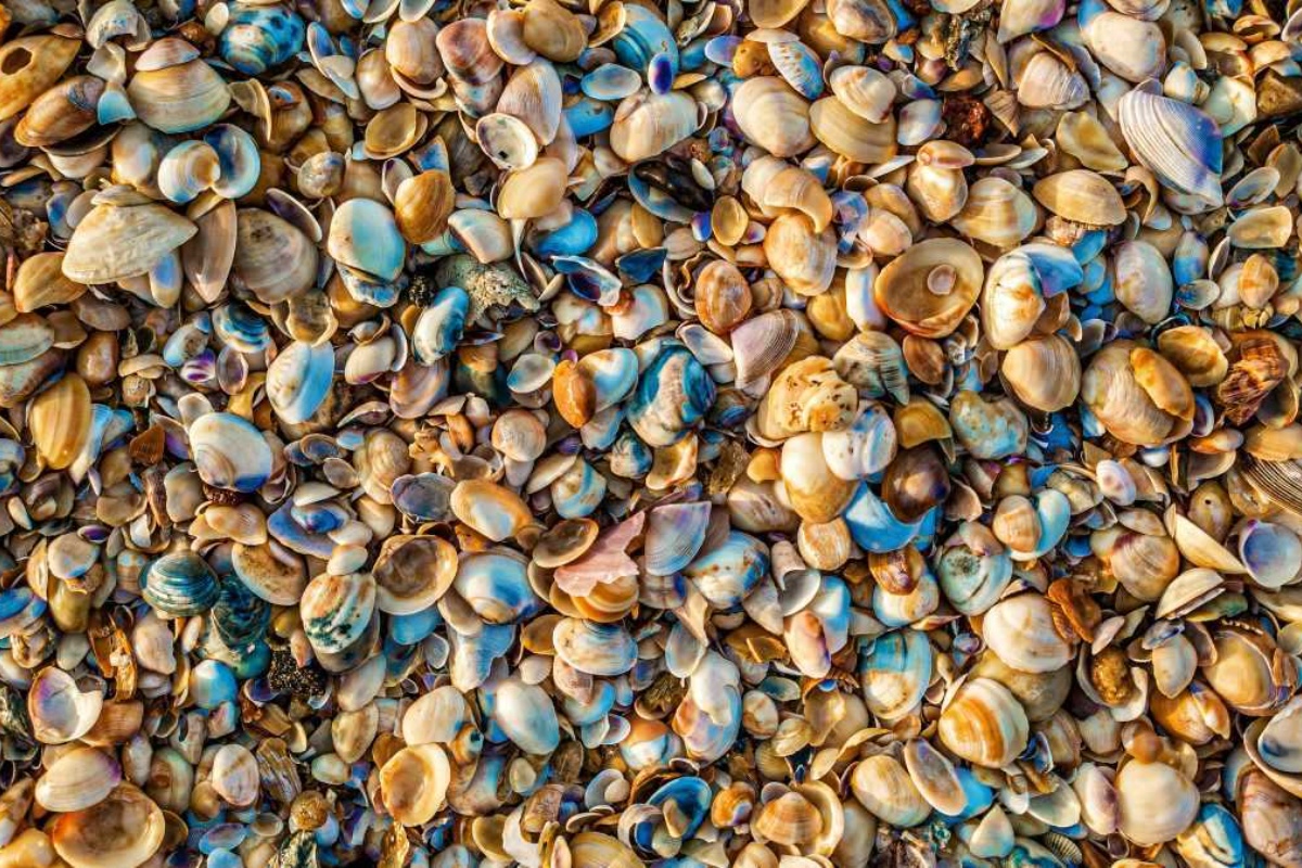 Morske školjke prestat će biti samo dekorativni elementi: sada će se koristiti za izgradnju zgrada detail 2