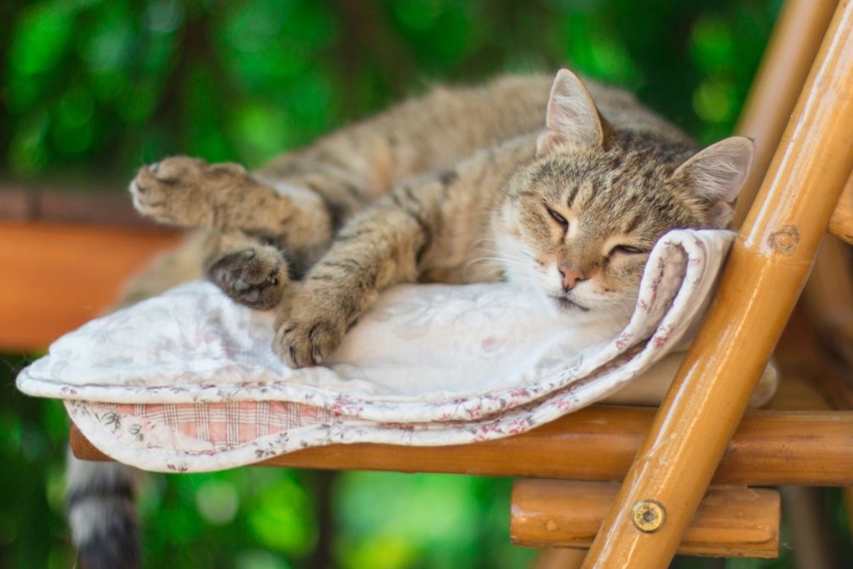 Gdje bi mačka trebala spavati ljeti? Ključni savjeti kako joj osigurati svježinu i sigurnost detail 2