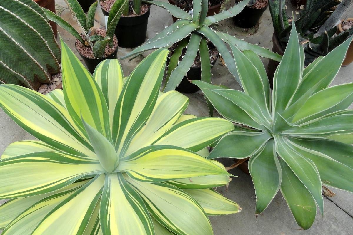 Ovo nije svekrvin jezik: Biljka koja nudi neusporedivu kombinaciju detail 2