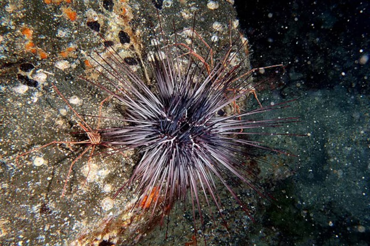 Globalna morska pandemija mogla je dovesti vrstu morskog ježinca na Kanarima do ruba izumiranja detail 2