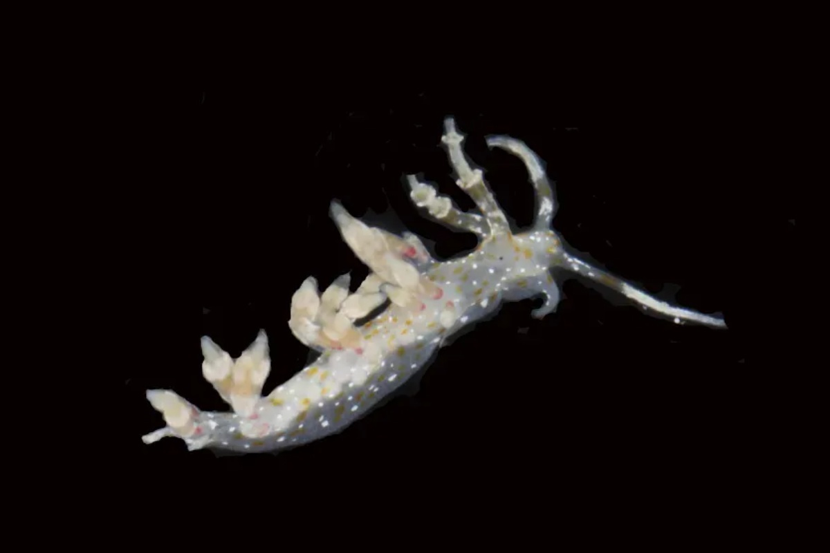Svjetlucavi crvi i dlakavi rakovi: znanstvenici pronašli ranije neviđena bića u
