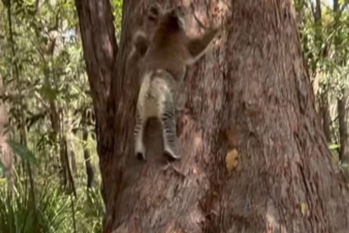 U Australiji koala završila u autobusu: vozaču zahvaljuju na spašavanju detail 2