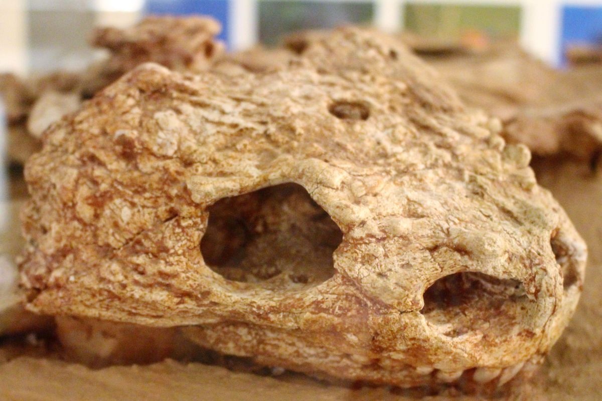 Šokantno otkriće: Pčele stare 6000 godina koristile su kosti i zube za svoja gnijezda detail 2