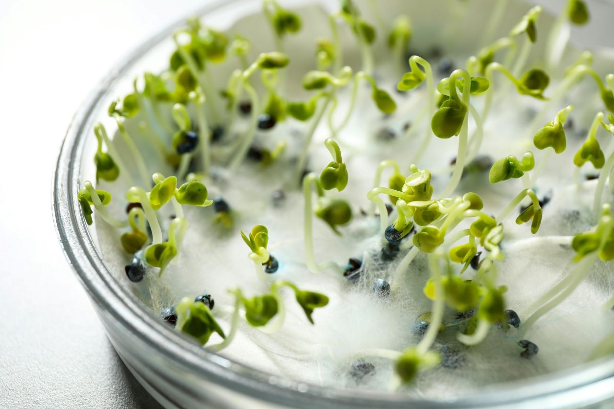 Namakanje sjemena u octu: Prirodni trik za brži rast i zaštitu vaših biljaka detail 2