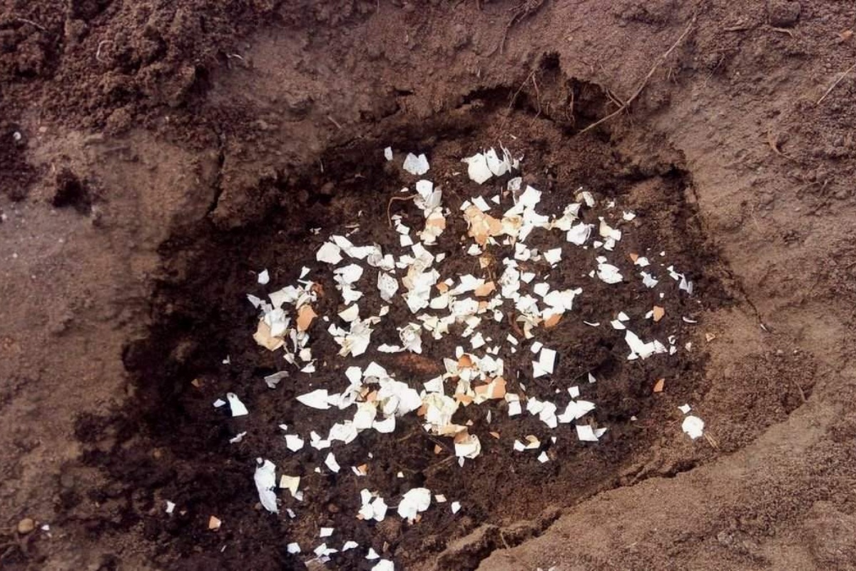 Tko ima ljuske jaja, ima blago: Zašto ih ne biste trebali bacati i kako ih ponovno iskoristiti detail 2