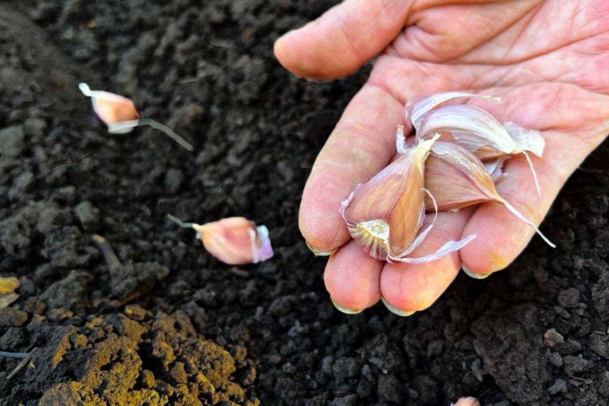 Tri načina kako češnjakom zaštititi vrt i unijeti prirodnu ravnotežu u svoj dom detail 2